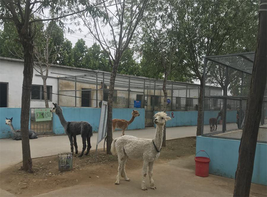 天鵝湖風(fēng)景區(qū)（泰山）速覽！(圖4)