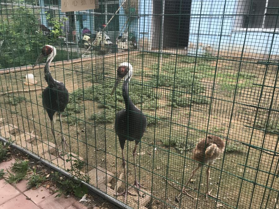 天鵝湖風(fēng)景區(qū)（泰山）速覽！(圖6)