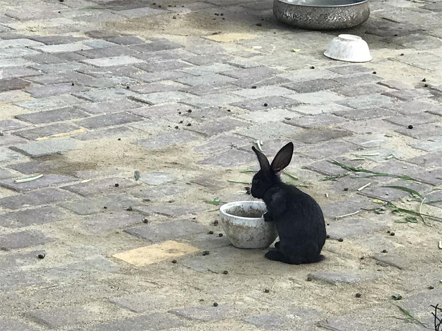 天鵝湖風(fēng)景區(qū)（泰山）速覽！(圖7)