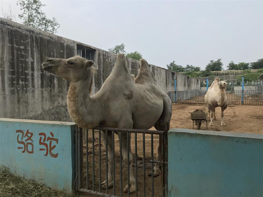 天鵝湖風(fēng)景區(qū)（泰山）速覽！(圖8)