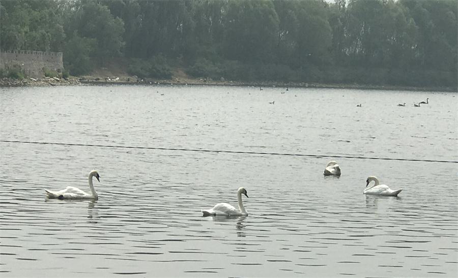 天鵝湖風(fēng)景區(qū)（泰山）速覽！(圖18)