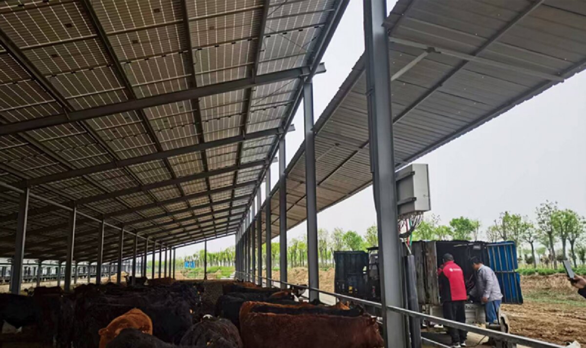 信橋鋼構：打卡蒙陰農(nóng)業(yè)溫室大棚、青州黑牛養(yǎng)殖基地！(圖4)