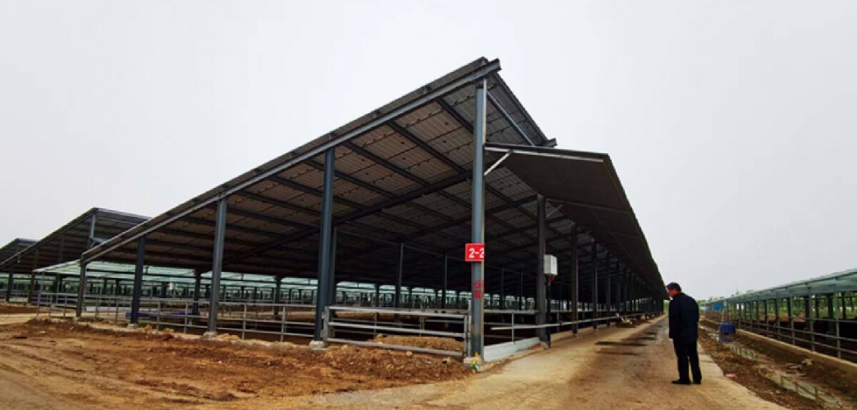 信橋鋼構：打卡蒙陰農(nóng)業(yè)溫室大棚、青州黑牛養(yǎng)殖基地！(圖5)